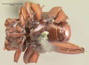 Media type: image;   Entomology 6901 Aspect: habitus ventral view